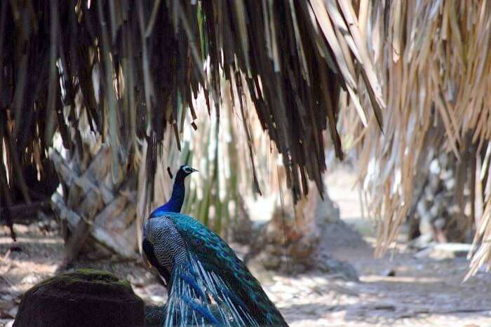 Peacock in Andaman