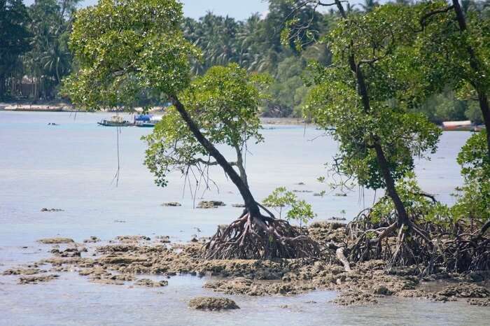 Mangrooves in Andaman