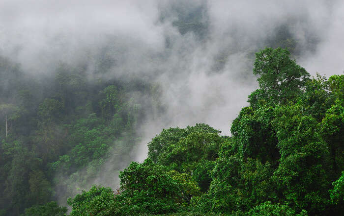 Bird-eye view of Joypur Rainforest