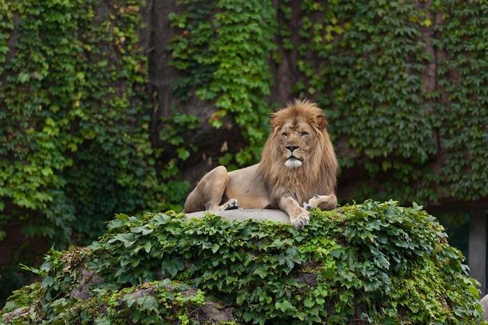 visit the zoo with kids