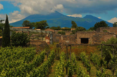 A vineyard in Naples, Italy