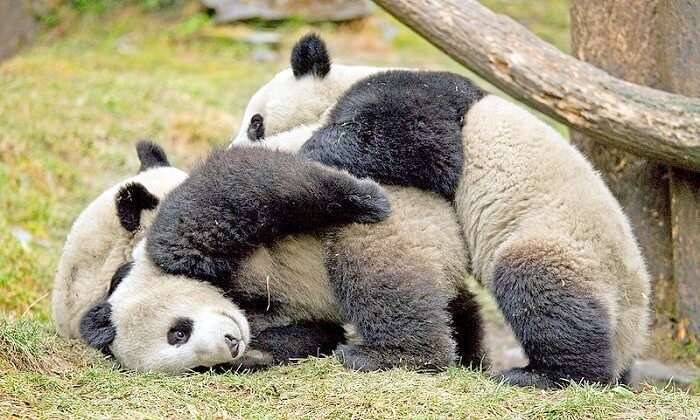 Pandas in China