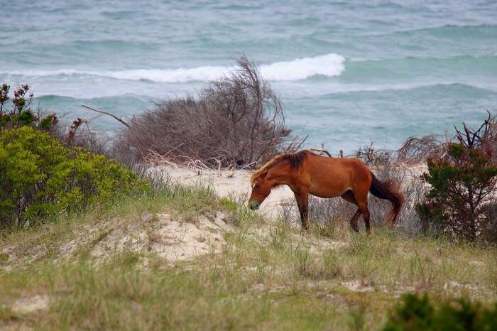 Shackleford Banks north carolina