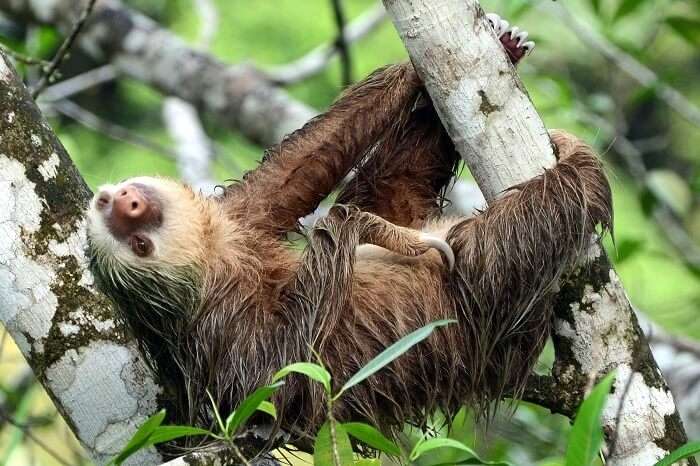 Sloth In Costa Rica