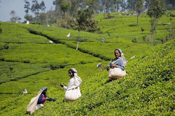 Sri Lanka_TeaHarvest