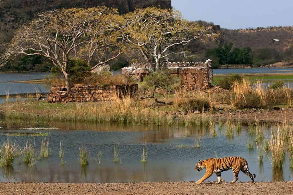 one of the most tranquil places to visit in Ranthambore