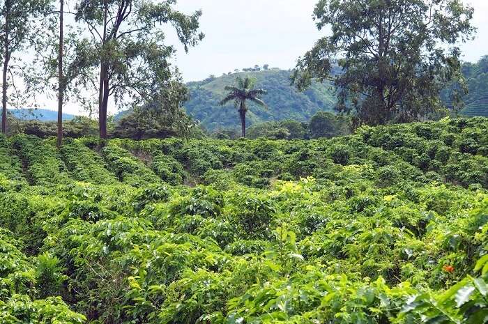 Tea Garden In Costa Rica
