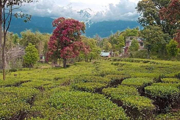 Tea Plantation