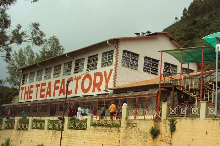 Tea lovers, cover your face before entering the tea factory in Ooty