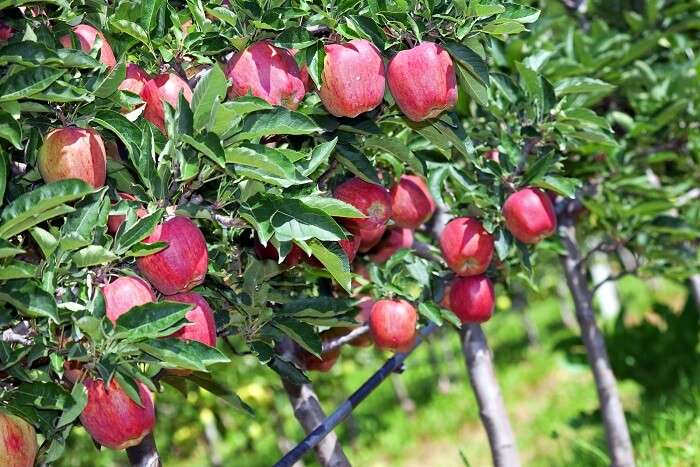 Wander Amid Apple And Walnut Plantations uttarkashi