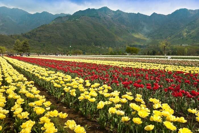 among the top 5 tulip destinations in the world
