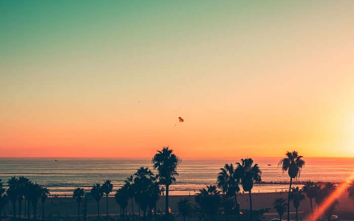 coconut trees on Venice Beach 