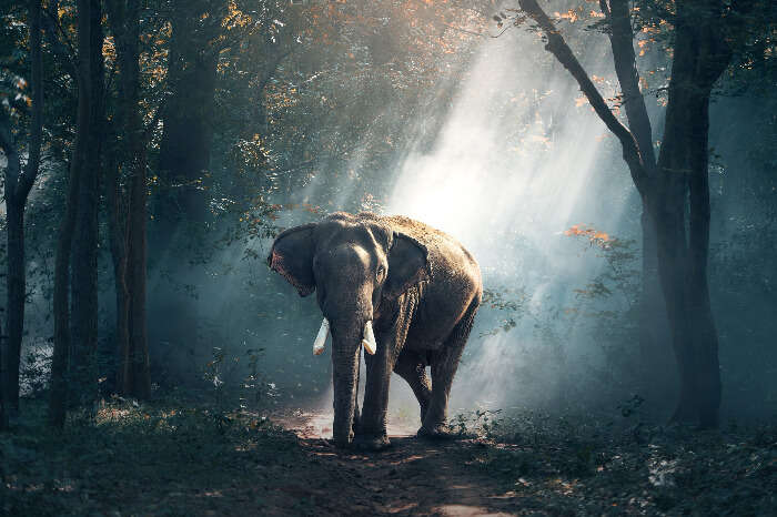 An elephant in Dibrugarh forest