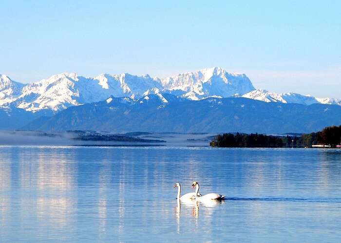 Two swans at Starnberger lake