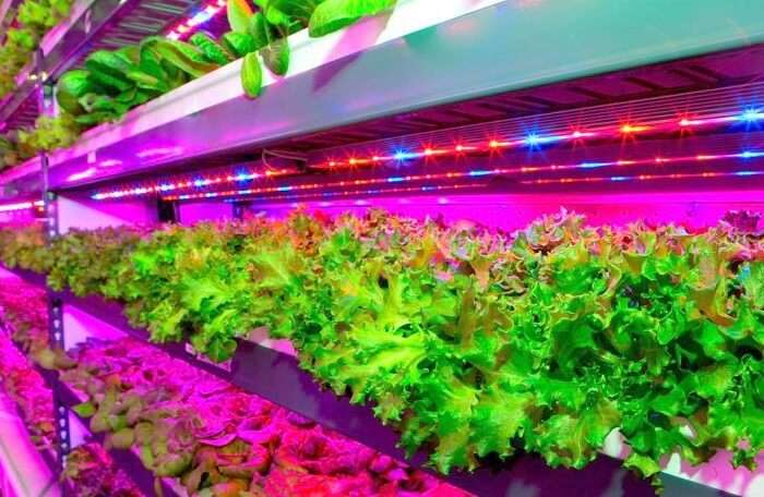 Vertical Farm in Dubai