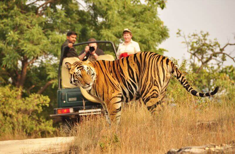 Ranthambore Tiger Reserve is one of the best places to visit in Ranthambore