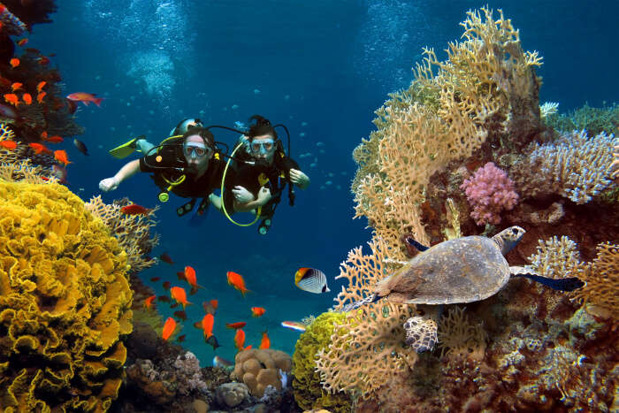 Stock photo of Diver looking at artificial reef in Permuteran Bay, Bali  Island…. Available for sale on