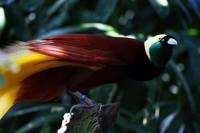 bird sitting on a branch