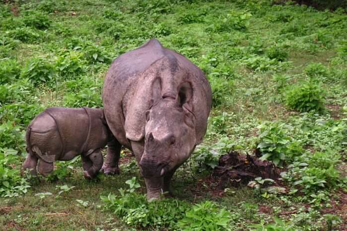 Best time to visit Chitwan National Park