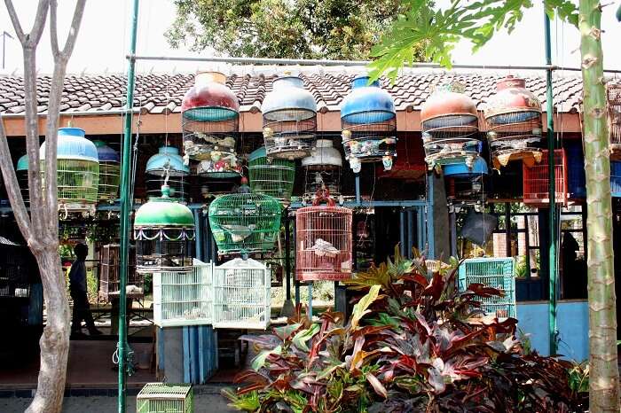 Bird Market