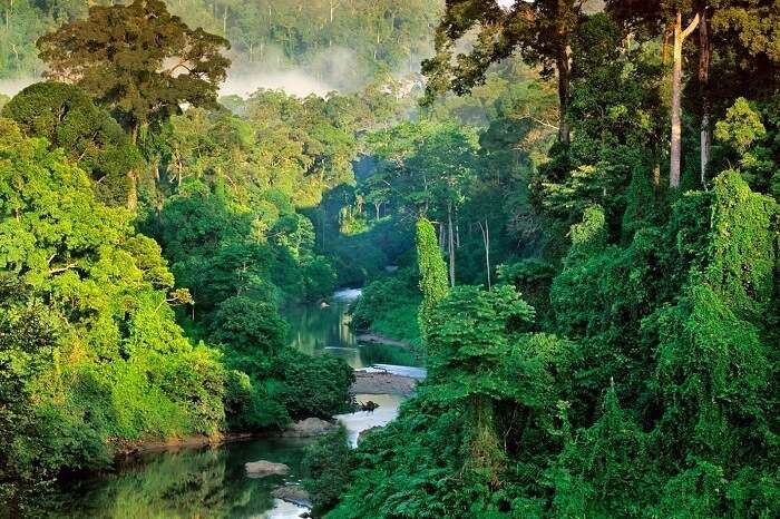 Borneo Rainforest