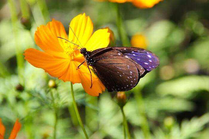 butterfly park