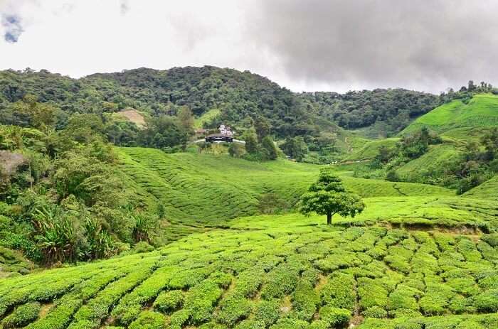 Cameron Highlands