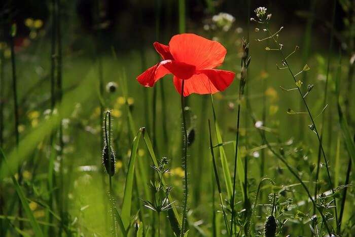 Capture the beautiful flora