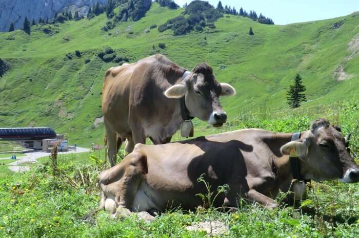 Dairy Farm Nature Park