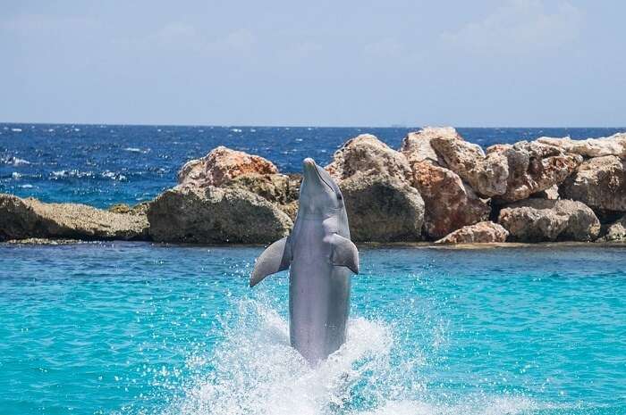 Dolphin Encounter Mauritius