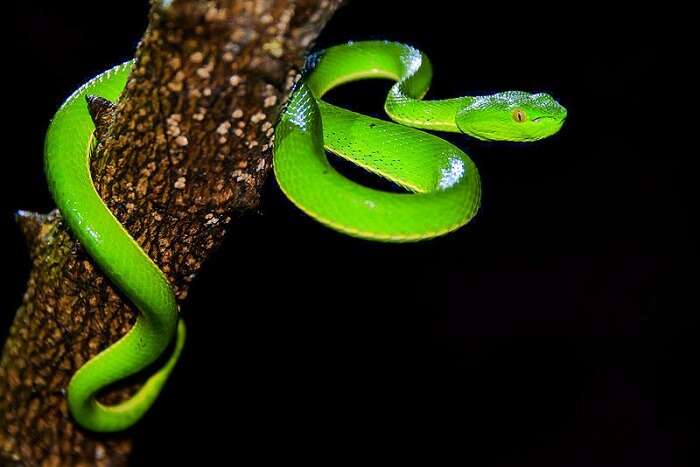 Viper snake in Dong Phayen-Khao Yai forest