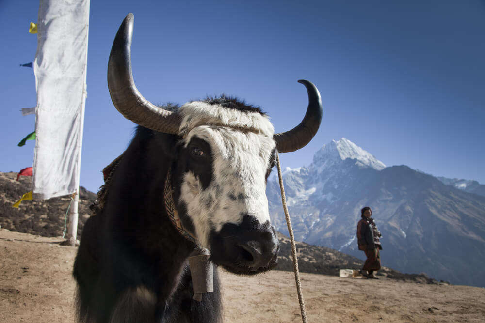 Himalayan Mountains