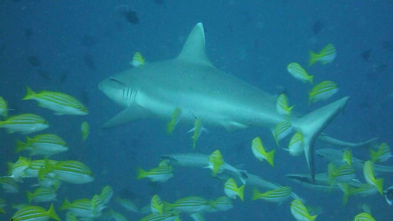 known as Shark Point by tourists