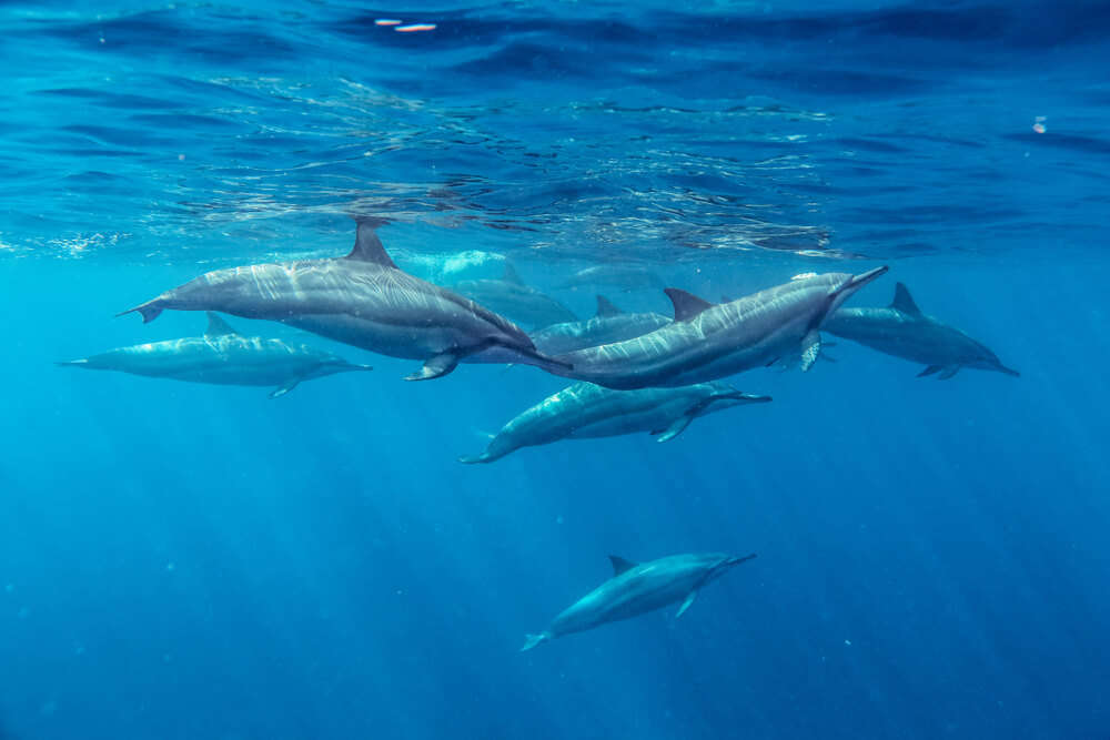 Flic En Flac snorkeling