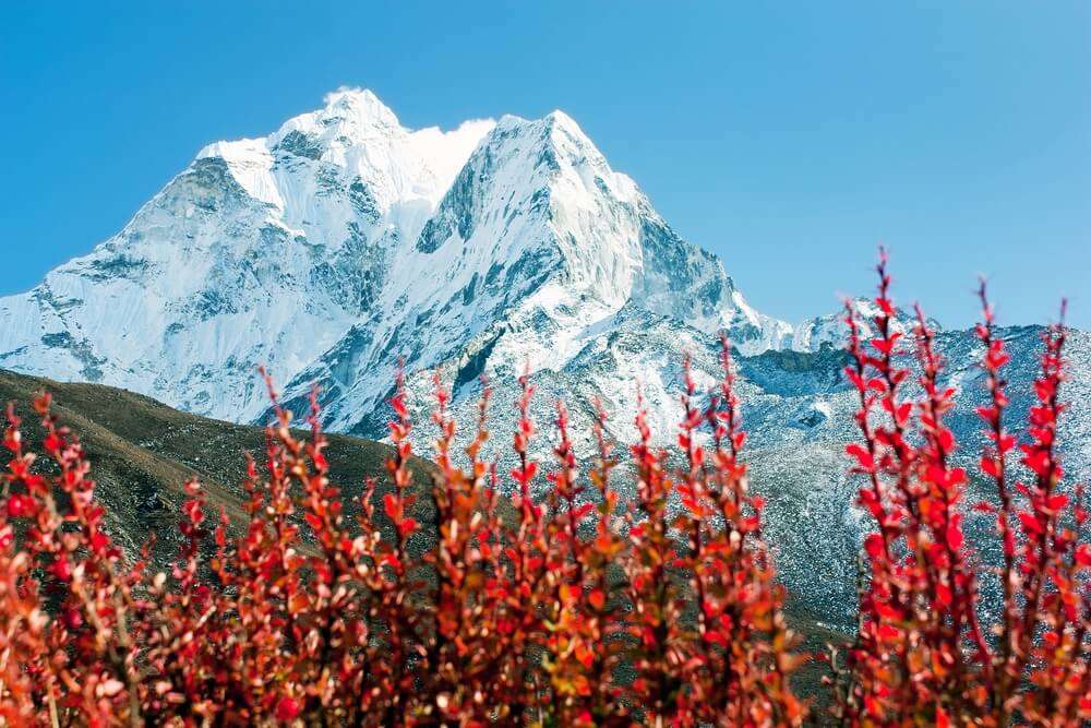 Himalayan vegetation