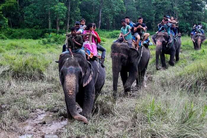 Go for an elephant safari