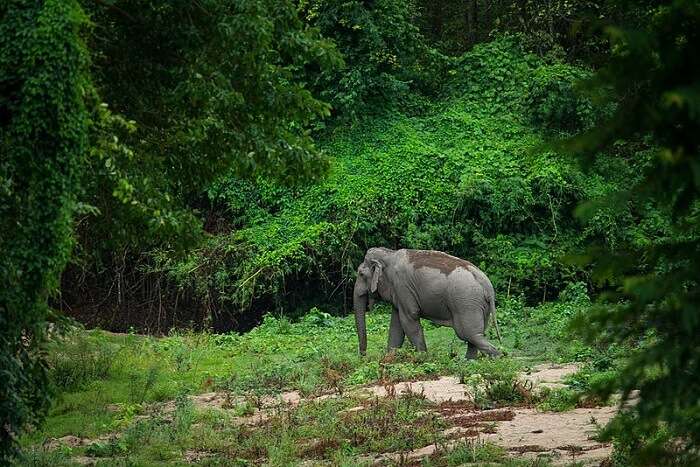 Elephants in the middle of Khang Wildlife Sanctuary