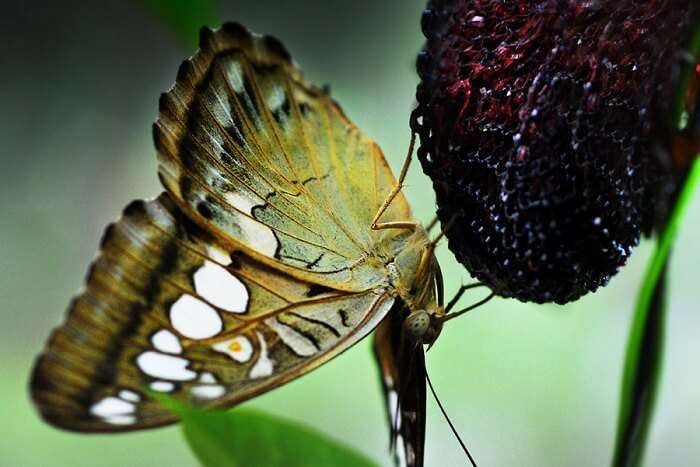 Jumalon Butterfly Sanctuary