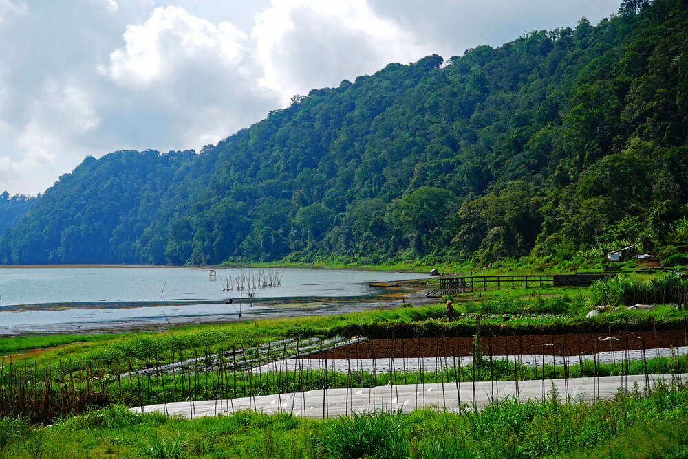 Kintamani Organic Farm shutterstock_642463096