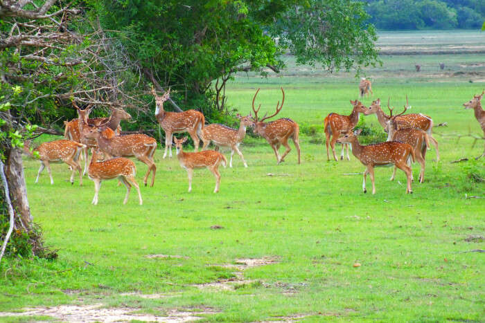 Kumana National Park in Sri Lanka