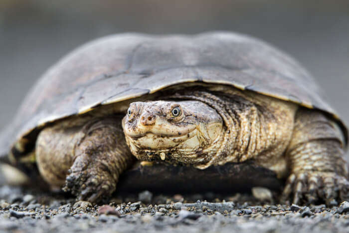 A turtle at the La Digue Veuve Reserve, Seychelles
