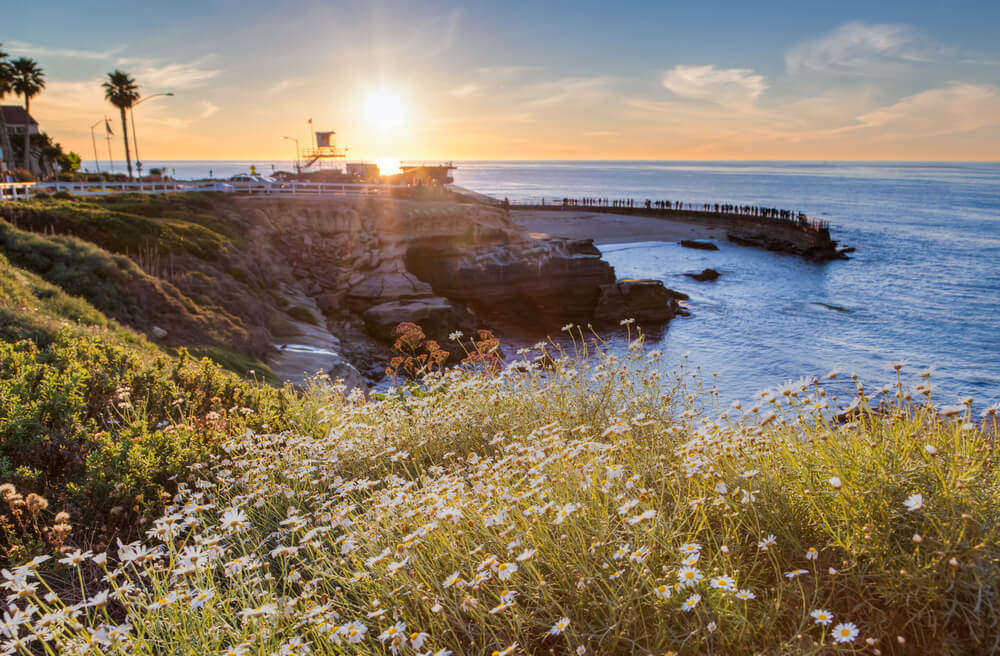 what beaches allow dogs in san diego