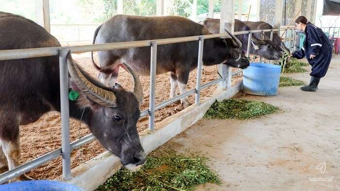 Laos Buffalo Dairy