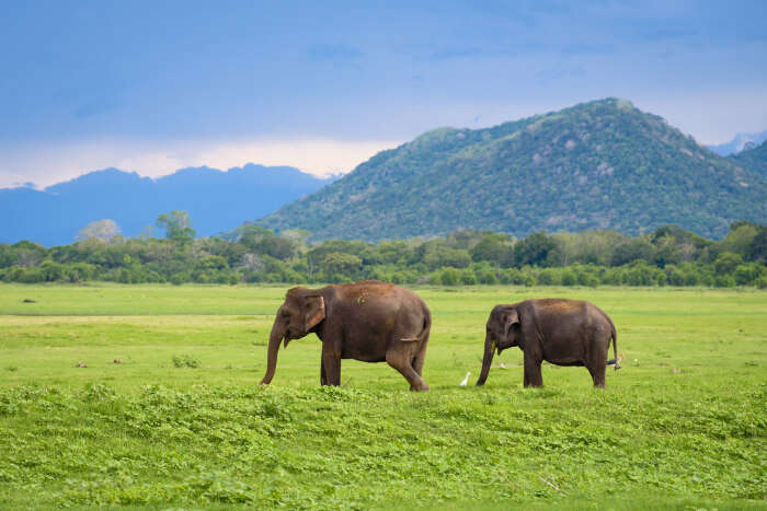 Minneriya & Kaudulla National Parks in Sri Lanka