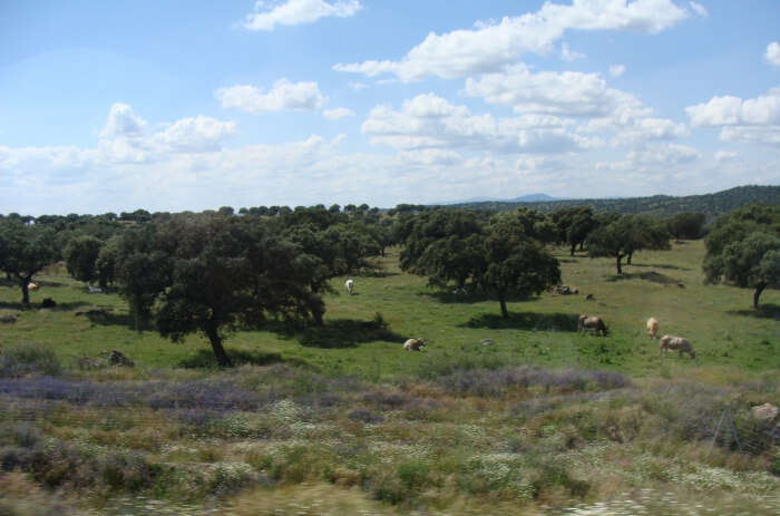 Monfrague National Park