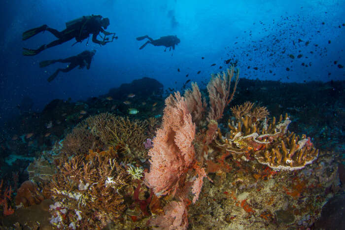 Divers exploring the sea at Nusa Penida