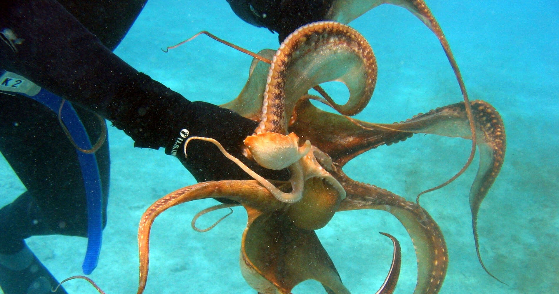 Octopus Diving Centre