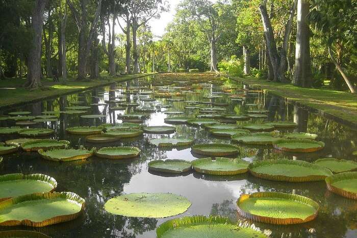 SSR Botanic Garden