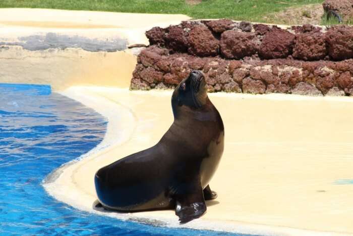 Sea Lion Show