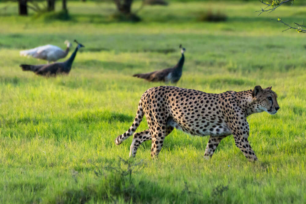 Sir Bani Yas